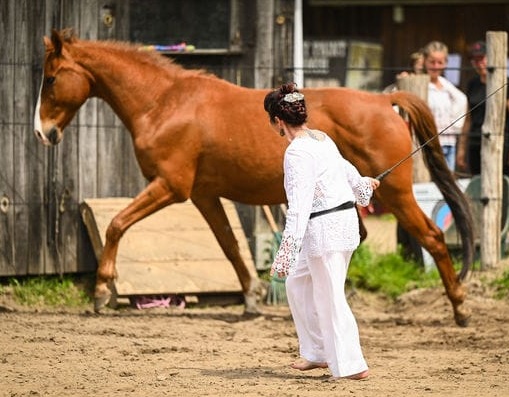 cheval et son propriétaire travaillant en liberté